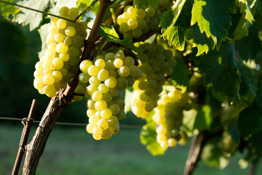 The grape harvest is started!